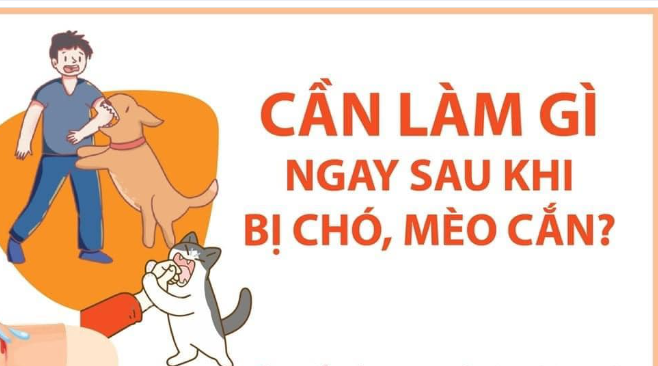CẦN LÀM GÌ KHI BỊ CHÓ MÈO CẮN